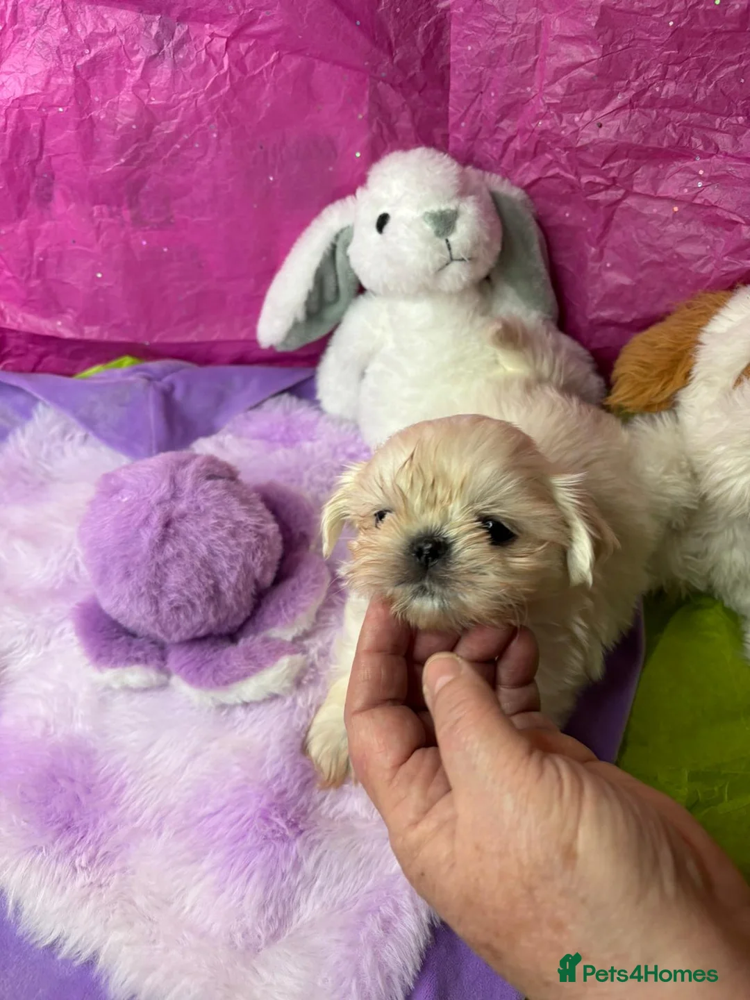 Shih Tzu dogs for sale: Kc stunning tiny pure white girl - Advert 9