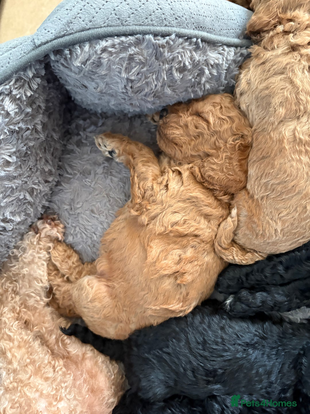 Cavapoo dogs for sale: Beautiful cavapoo puppies from a family home - Advert 20