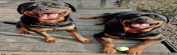 Rottweiler dogs for sale: Beautiful Ruby 3 year old pure bred Rottweiler  - Advert 7