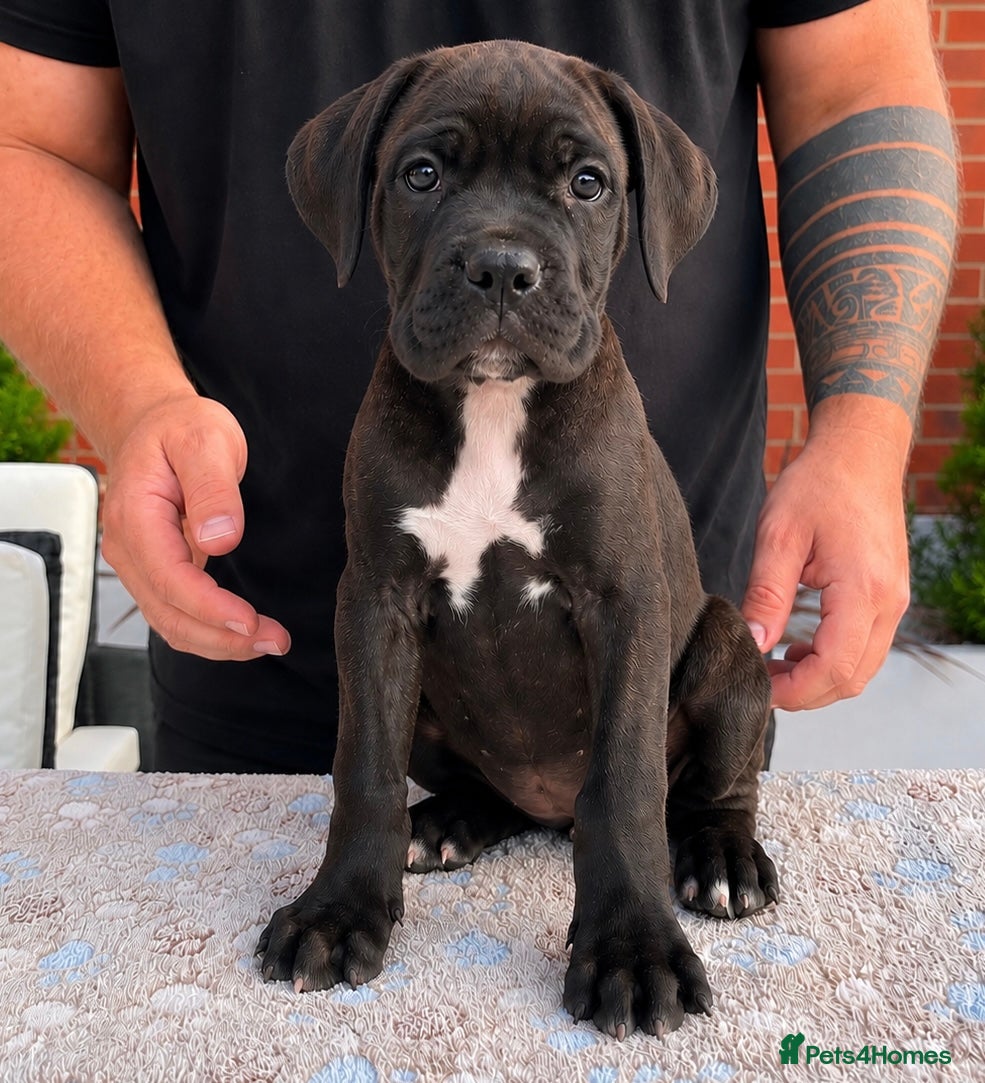 Cane Corso dogs 🐾 European Champion Bloodline Cane Corso Puppies - Advert 2