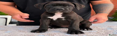 Cane Corso 3