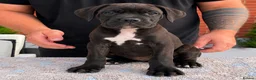 Cane Corso dogs for sale: 🐾 European Champion Bloodline Cane Corso Puppies - Advert 11