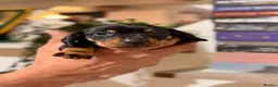 Miniature Dachshund dogs for sale: Beautiful Black & Tan Miniature Dachshund Puppies - Advert 6