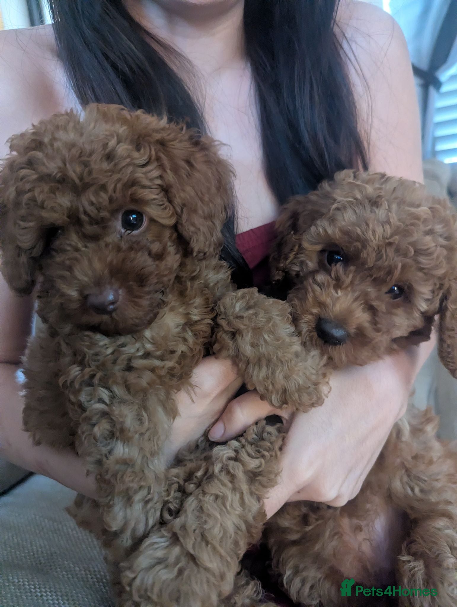 Labradoodle dogs F1B miniature labradoodle  - Advert 9