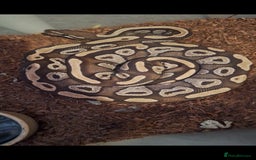 Python Snake reptiles for sale: Mojave female CB21 - Image 1