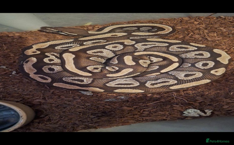 Python Snake reptiles - Advert 1