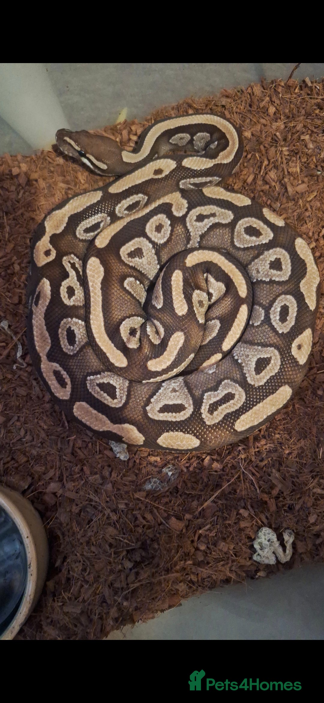 Python Snake reptiles for sale: Mojave female CB21 - Image 1
