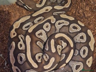 Python Snake reptiles - Advert 19