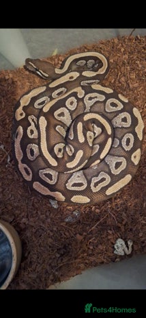 Python Snake reptiles - Advert 7