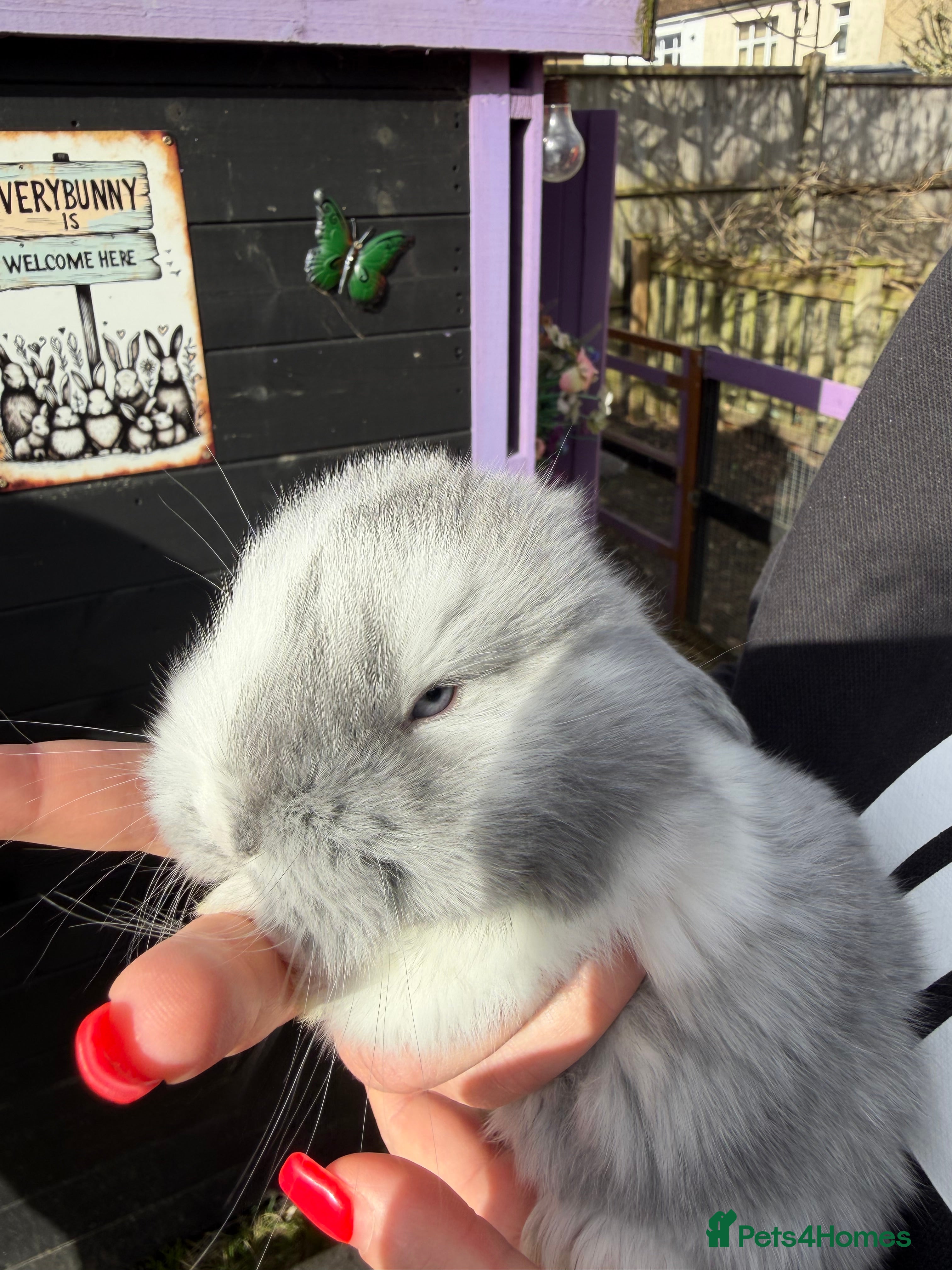 French Lop rabbits French lops  - Advert 8