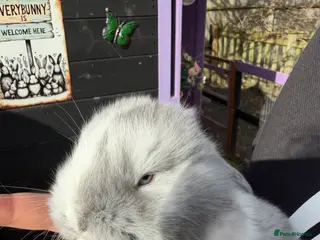 French Lop rabbits French lops - Advert 8