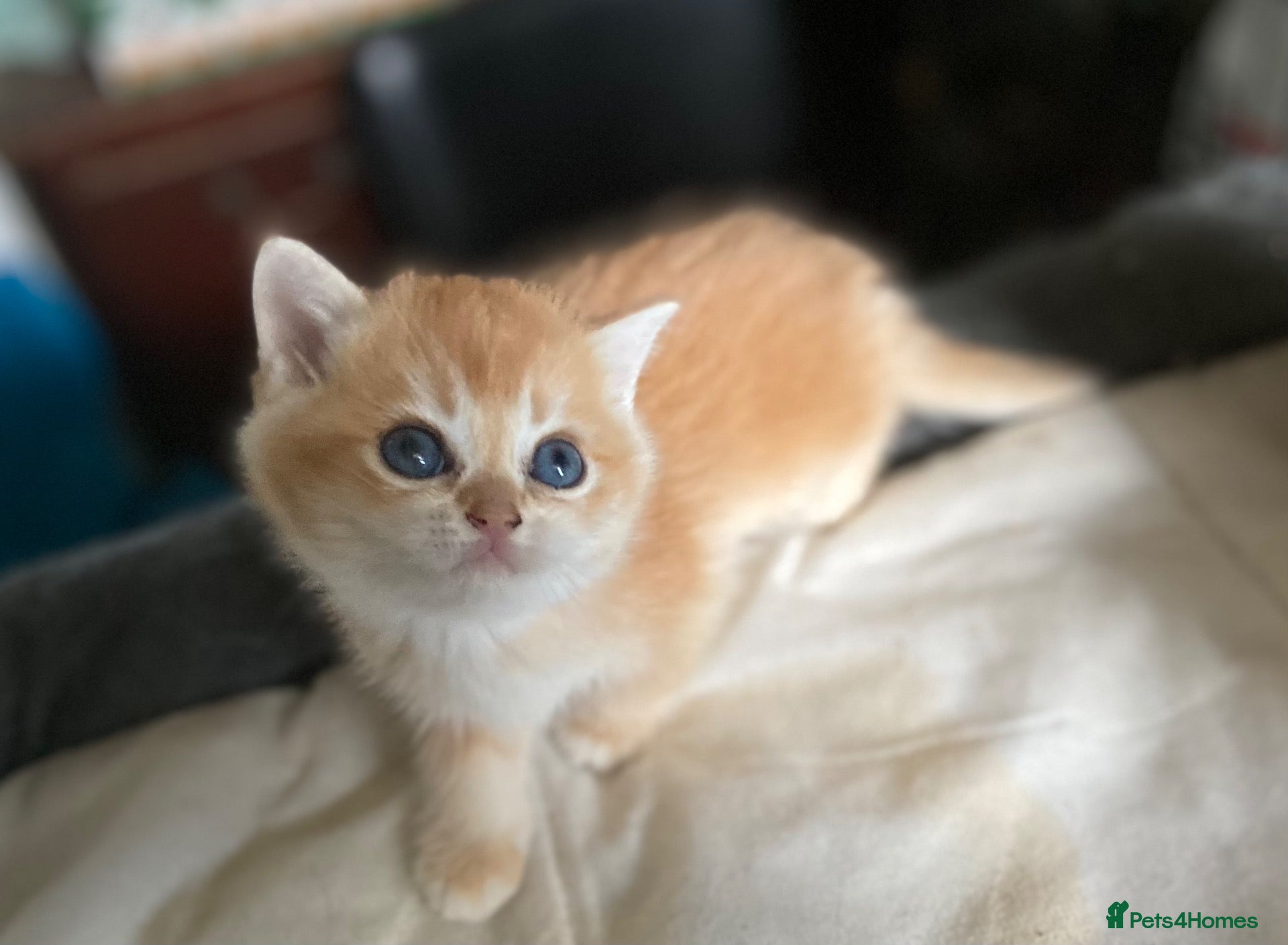 British Shorthair cats Full Pedigree British short hair kittens  - Advert 1