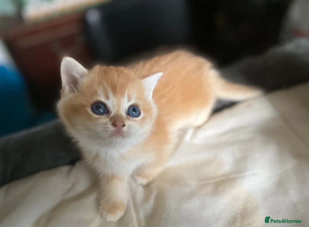 British Shorthair cats for sale: Full Pedigree British short hair kittens  - Advert 2