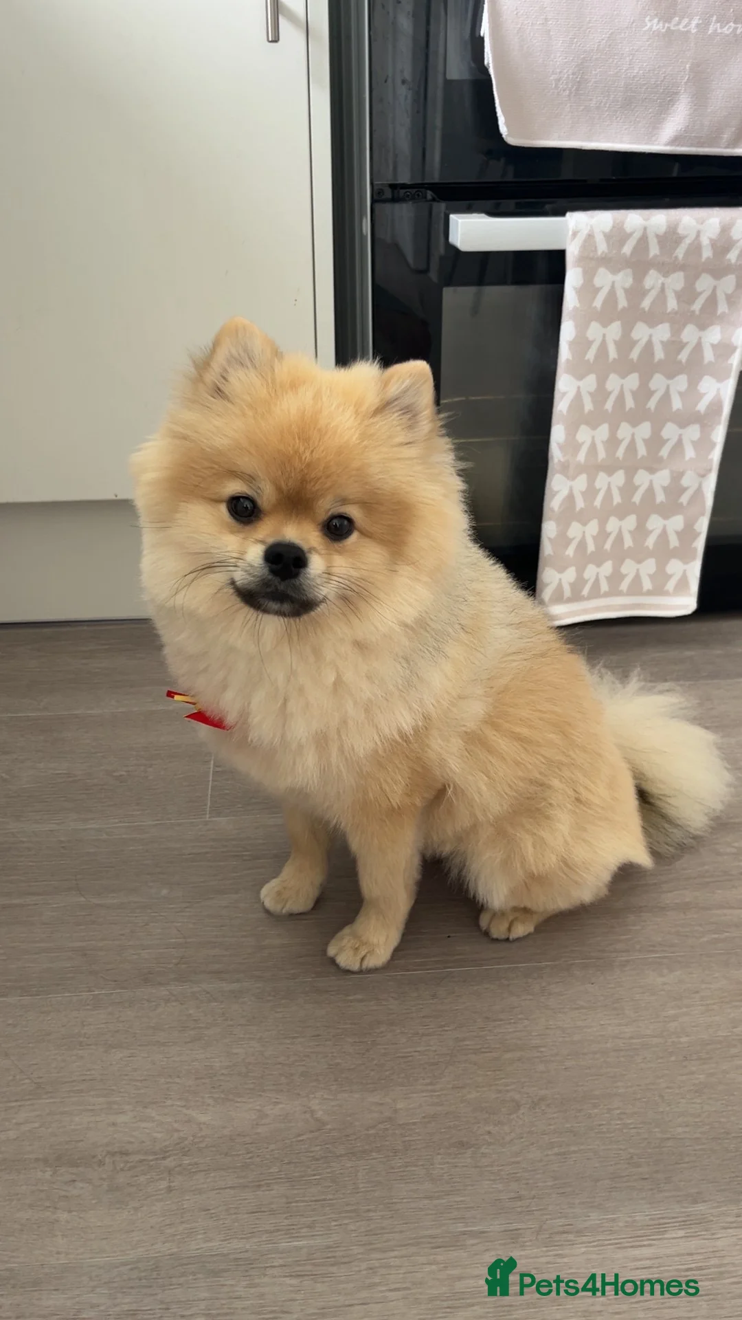 Pomeranian dogs for stud: Our pommy is up for stud 🐾  - Advert 2