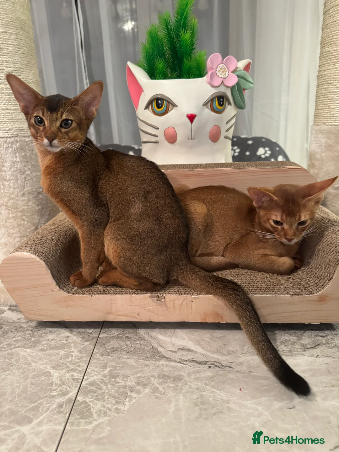 Abyssinian cats for sale: Abyssinian kittens looking for a new forever home - Advert 4