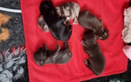 Chihuahua dogs for stud: Merle Chihuahua Stud - Image 9