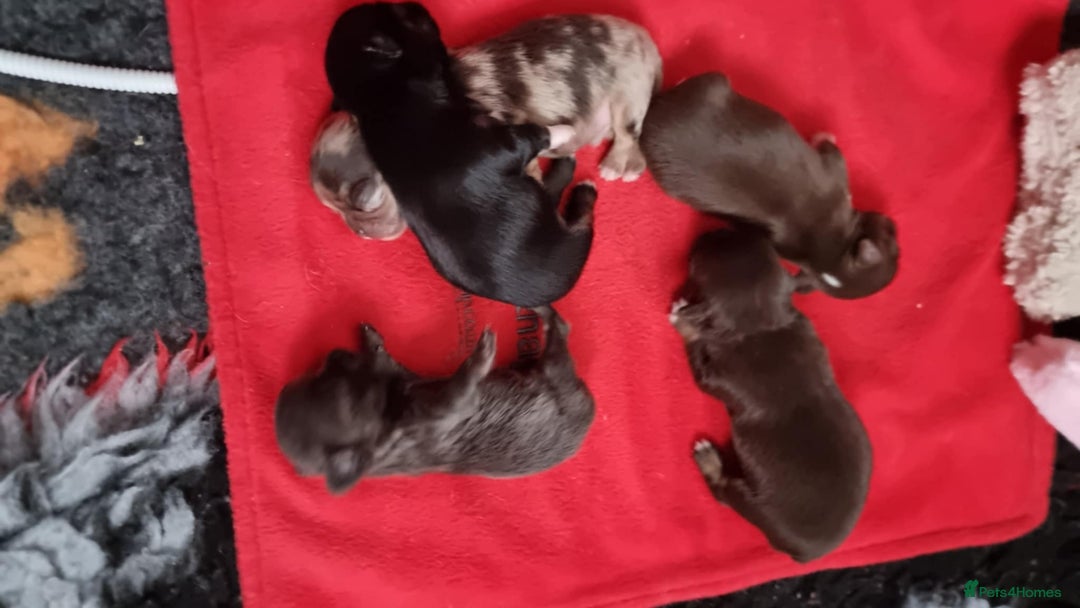 Chihuahua dogs for stud: Merle Chihuahua Stud - Image 9