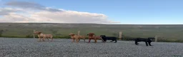 Labrador Retriever dogs for sale: Ready now Labrador puppies  - Advert 1