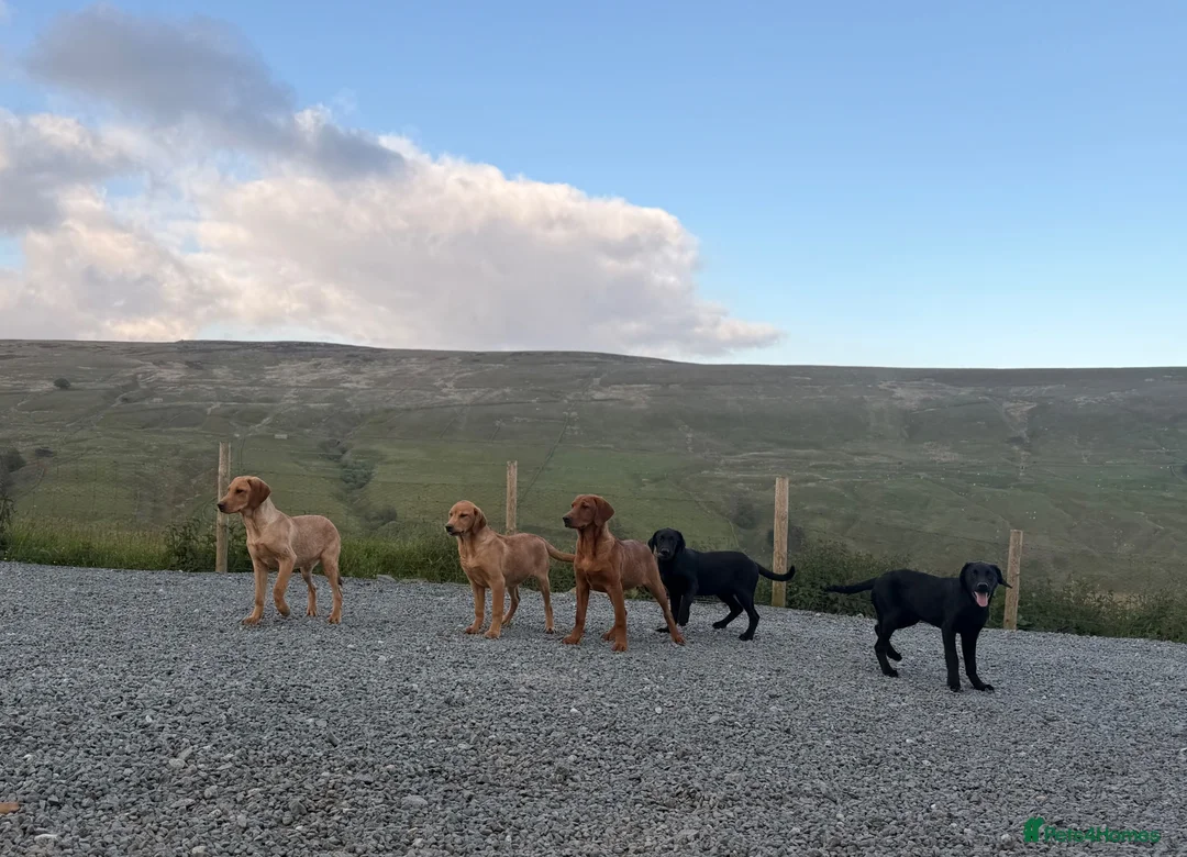 Labrador Retriever dogs for sale: Ready now Labrador puppies  - Advert 1