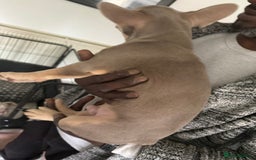 French Bulldog dogs for sale: Stunning boys  - Image 2