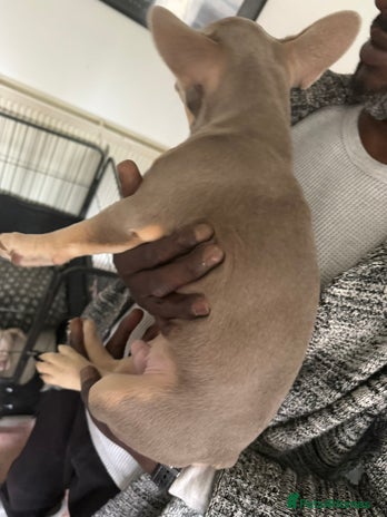 French Bulldog dogs - Advert 18