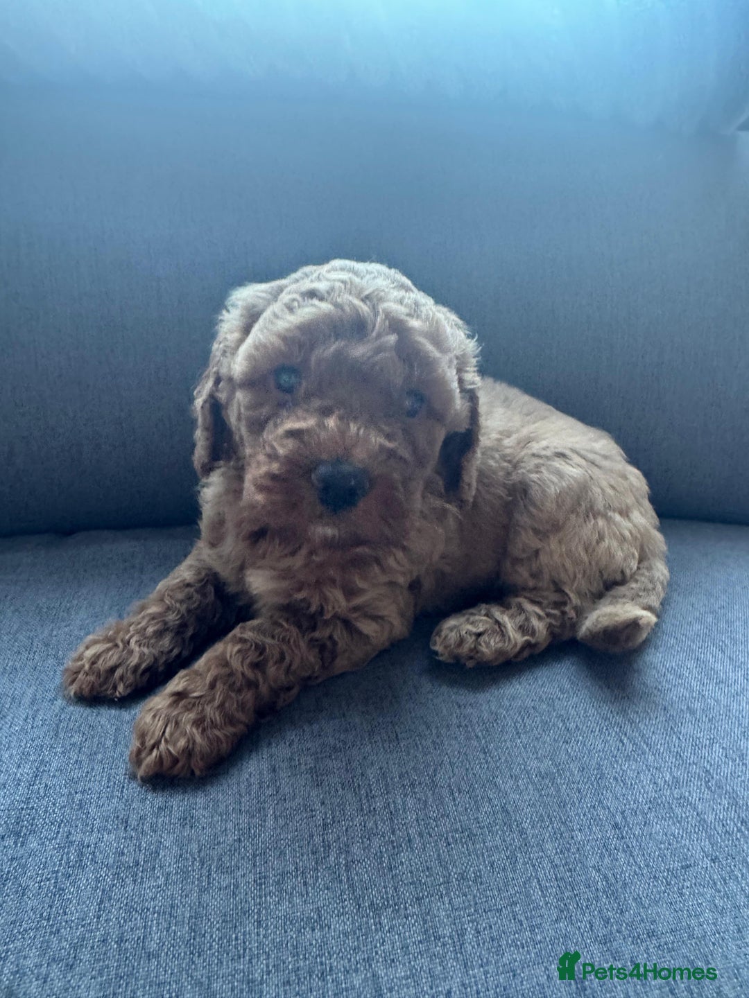 Cockapoo dogs for sale: Cockapoo puppies for sale - Image 4