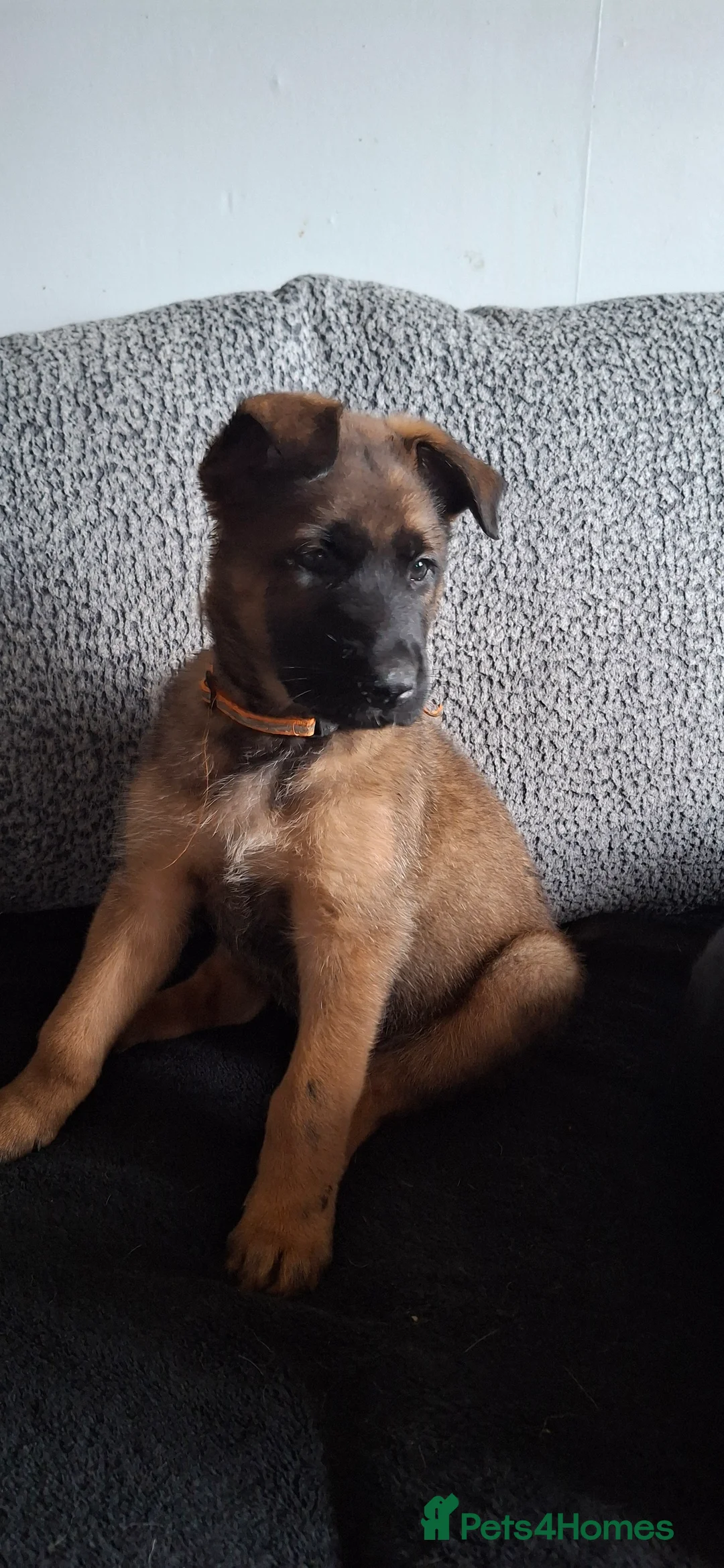 German Shepherd dogs for sale: German shepherd mallinois cross - Advert 2
