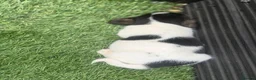 Jack Russell dogs for sale: 5 beautiful Jack Russell puppies  in Wickford - Advert 10