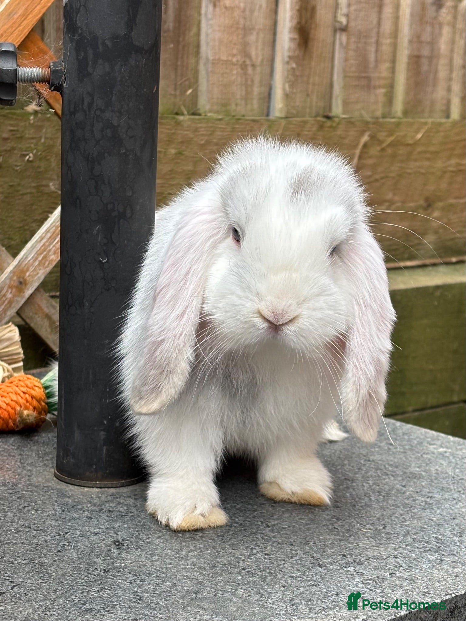 Mini Lop rabbits Please read advert - 1 lovely young mini lop male - Advert 1
