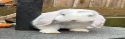 Mini Lop rabbits for sale: Please read advert - 1 lovely young mini lop male - Advert 1