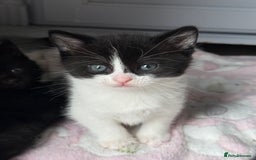 Domestic Shorthair cats for sale: Two beautiful boy kittens  - Image 6