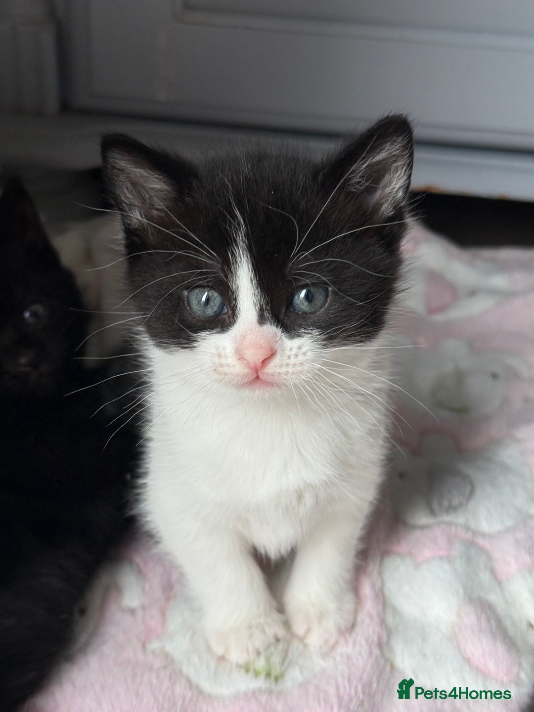 Domestic Shorthair cats for sale: Two beautiful boy kittens  - Image 6