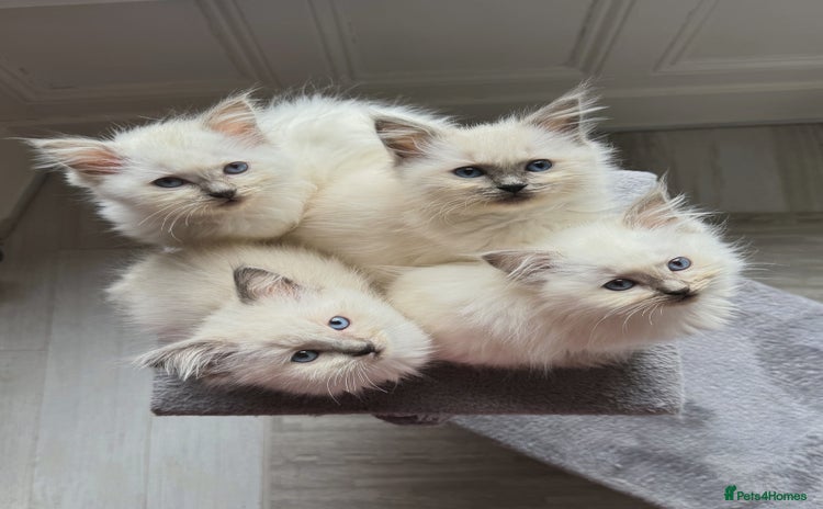 Ragdoll cats - Advert 6