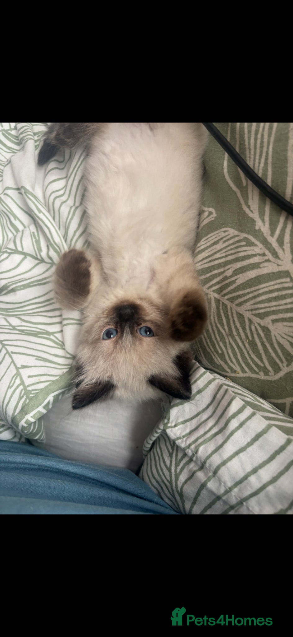 Ragdoll cats for sale: Beautiful pair of ragdoll boys - Advert 5