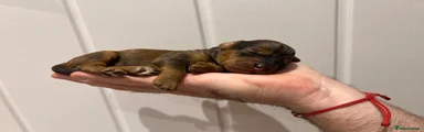 Mr Green - Chocolate Merle 