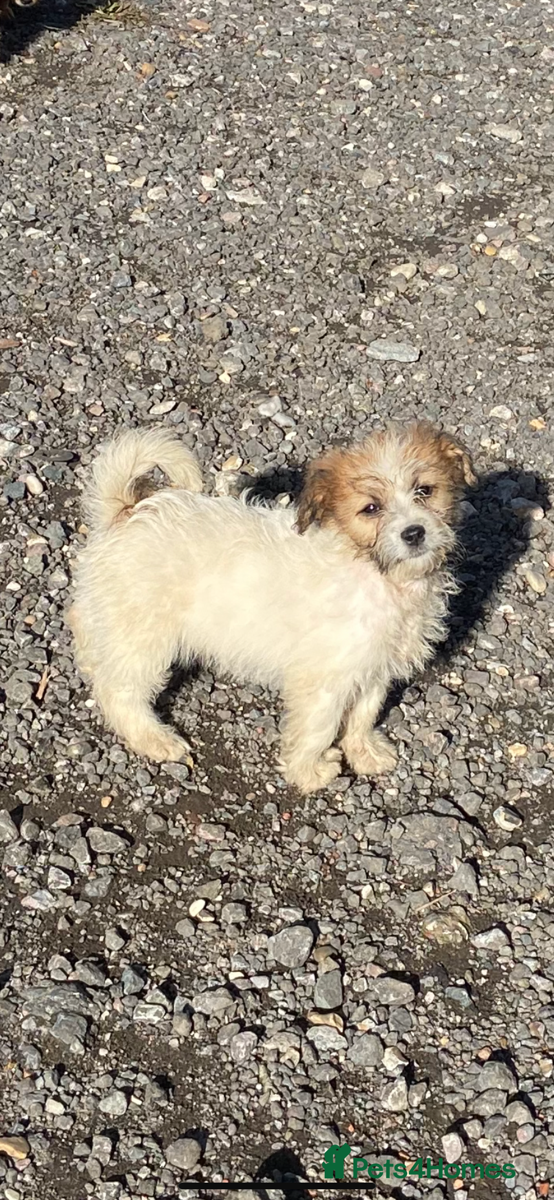 Mixed Breed dogs for sale: Jack Russell puppies ready to leave  - Advert 9