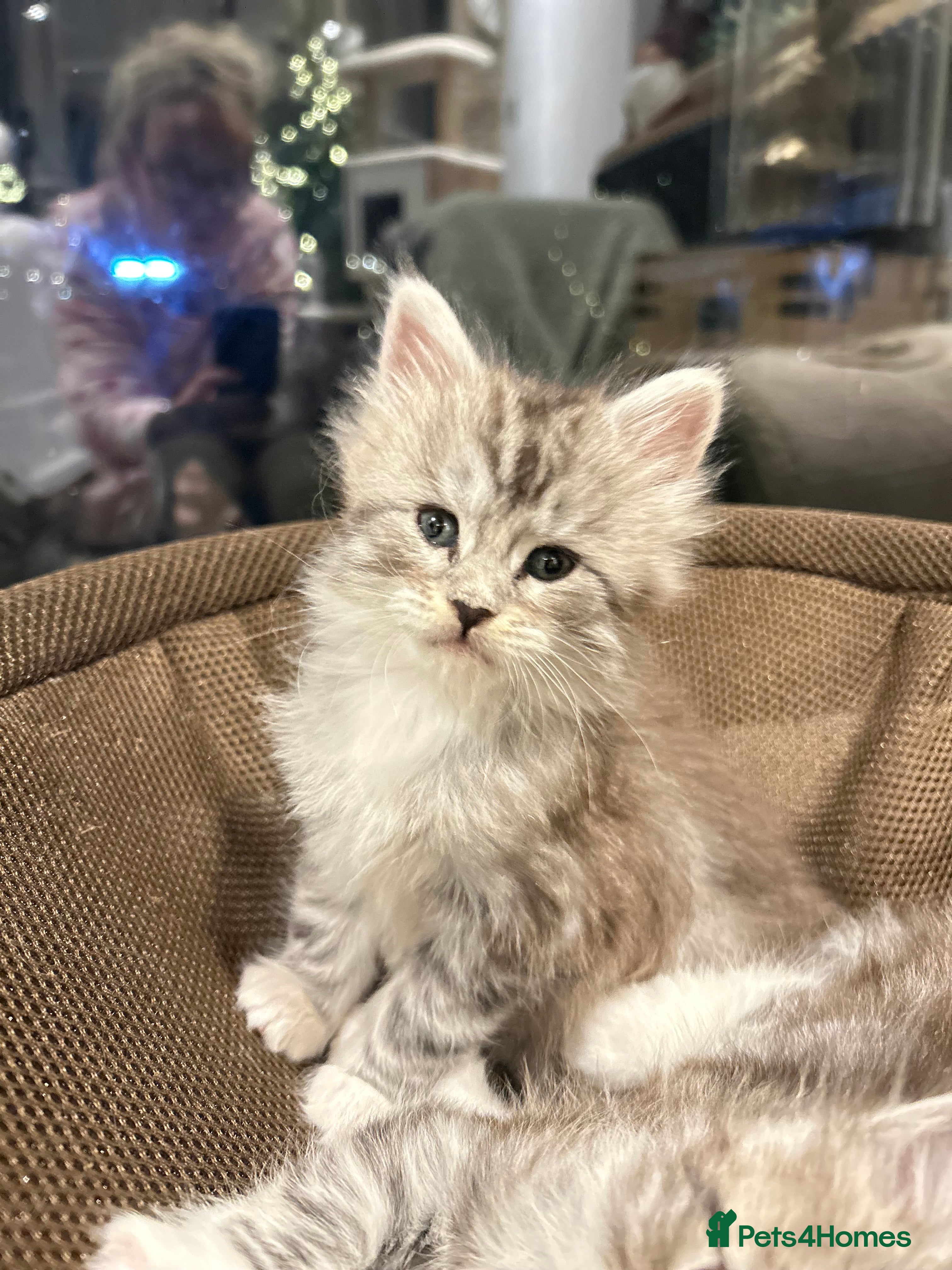 Maine Coon cats Stunning Purebred Maine Coon Kittens 😺  - Advert 12