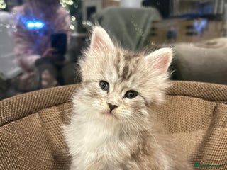 Maine Coon cats Stunning Purebred Maine Coon Kittens 😺 - Advert 2