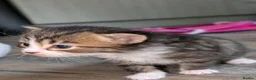 Mixed Breed cats for sale: Maine coon X Norwegian forest cat.  - Advert 10
