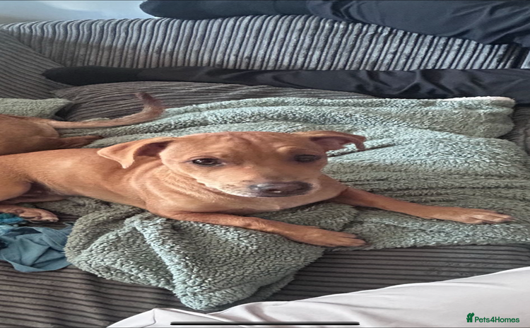 Mixed Breed dogs - Advert 1