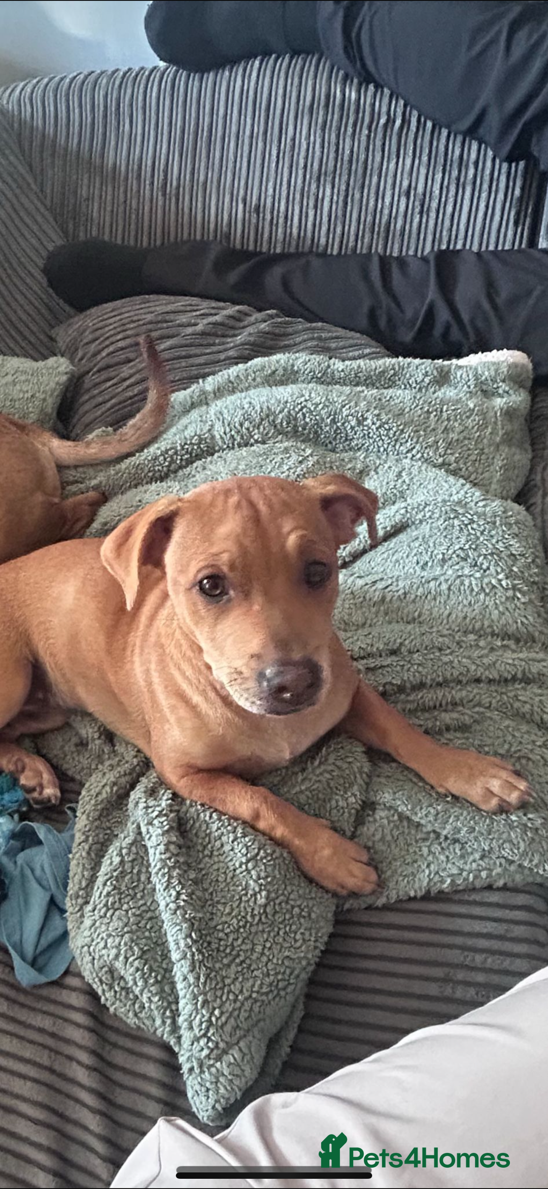 Mixed Breed dogs for sale: Little girl ❤️  - Image 1