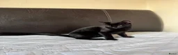 Mixed Breed cats for sale: 4 adorable kittens for sale - Advert 14