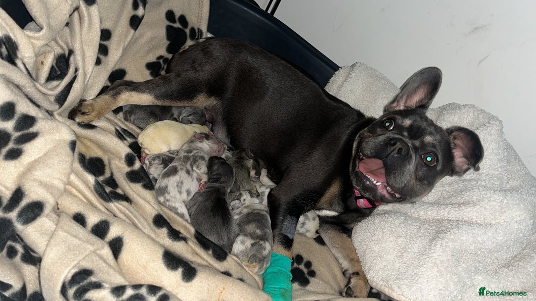 French Bulldog dogs for sale: Chunky frenchie puppies  - Image 6