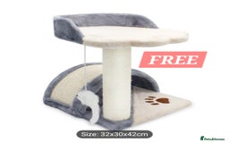 British Shorthair cats for sale: Stunning British Short ready for forever home - Advert 14