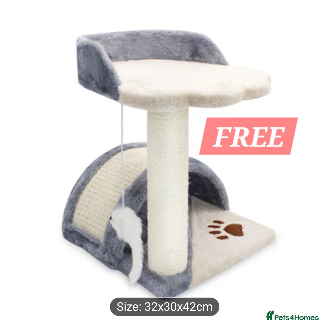 British Shorthair cats for sale: Stunning British Short ready for forever home - Advert 14