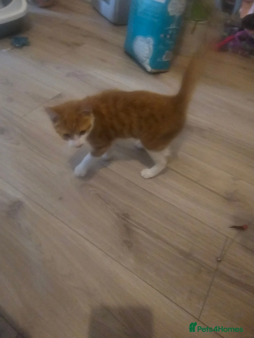 Mixed Breed cats for sale: 3 months old kitty - Advert 1