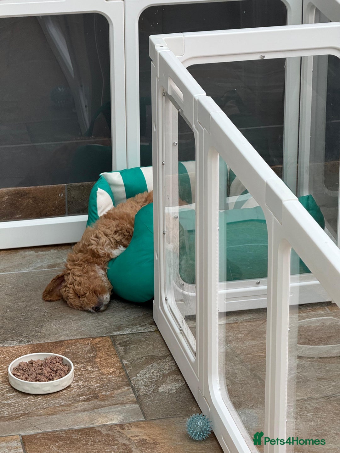 Poochon dogs for sale: 🐾 Adorable Mini Poochon Puppy – Milo 🐾 - Image 10