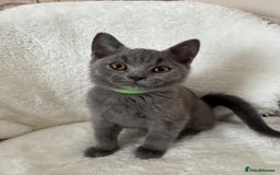 British Shorthair cats for sale: One Beautiful British short hair kitten available  - Image 9