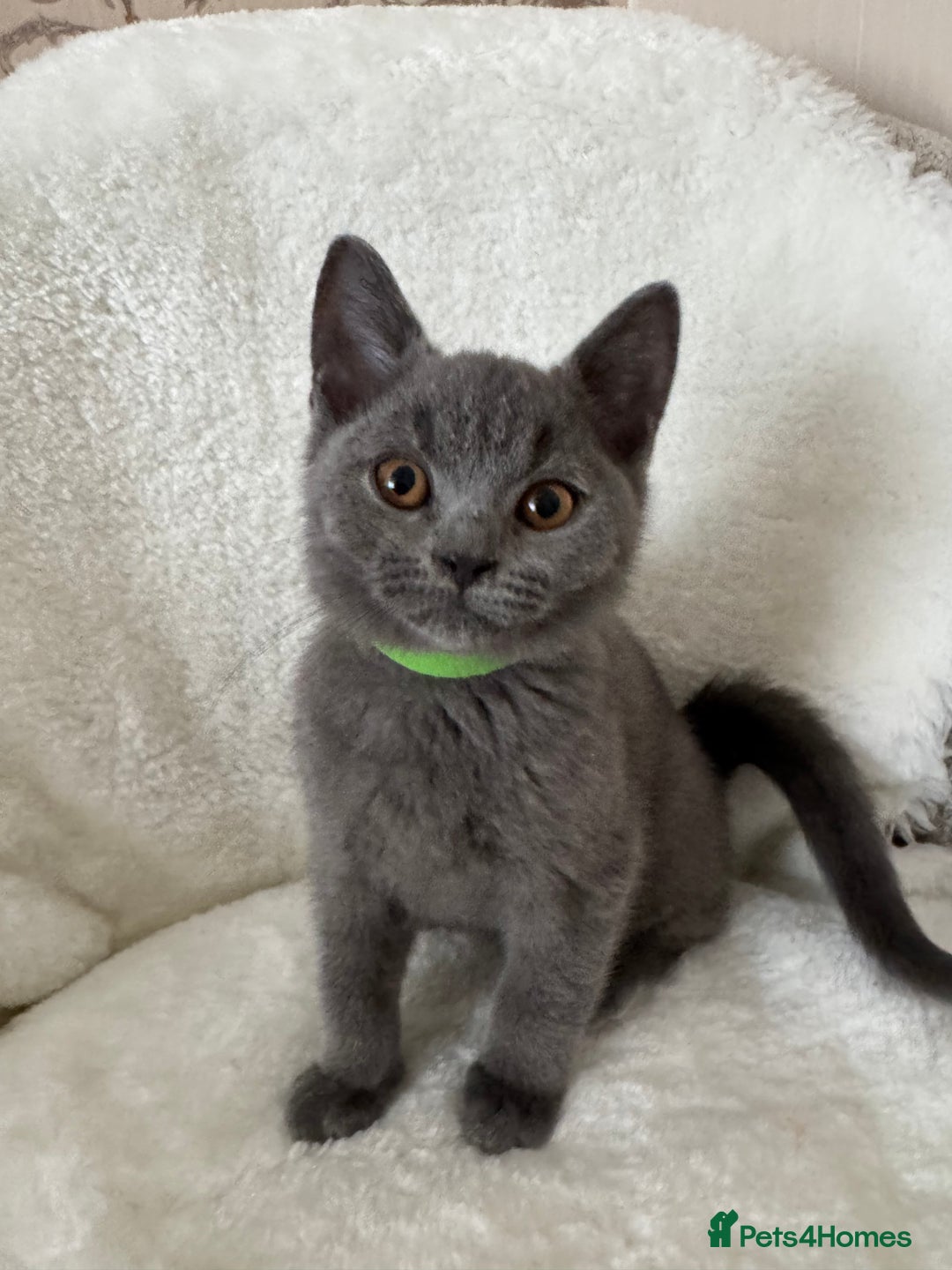 British Shorthair cats for sale: One Beautiful British short hair kitten available  - Image 9