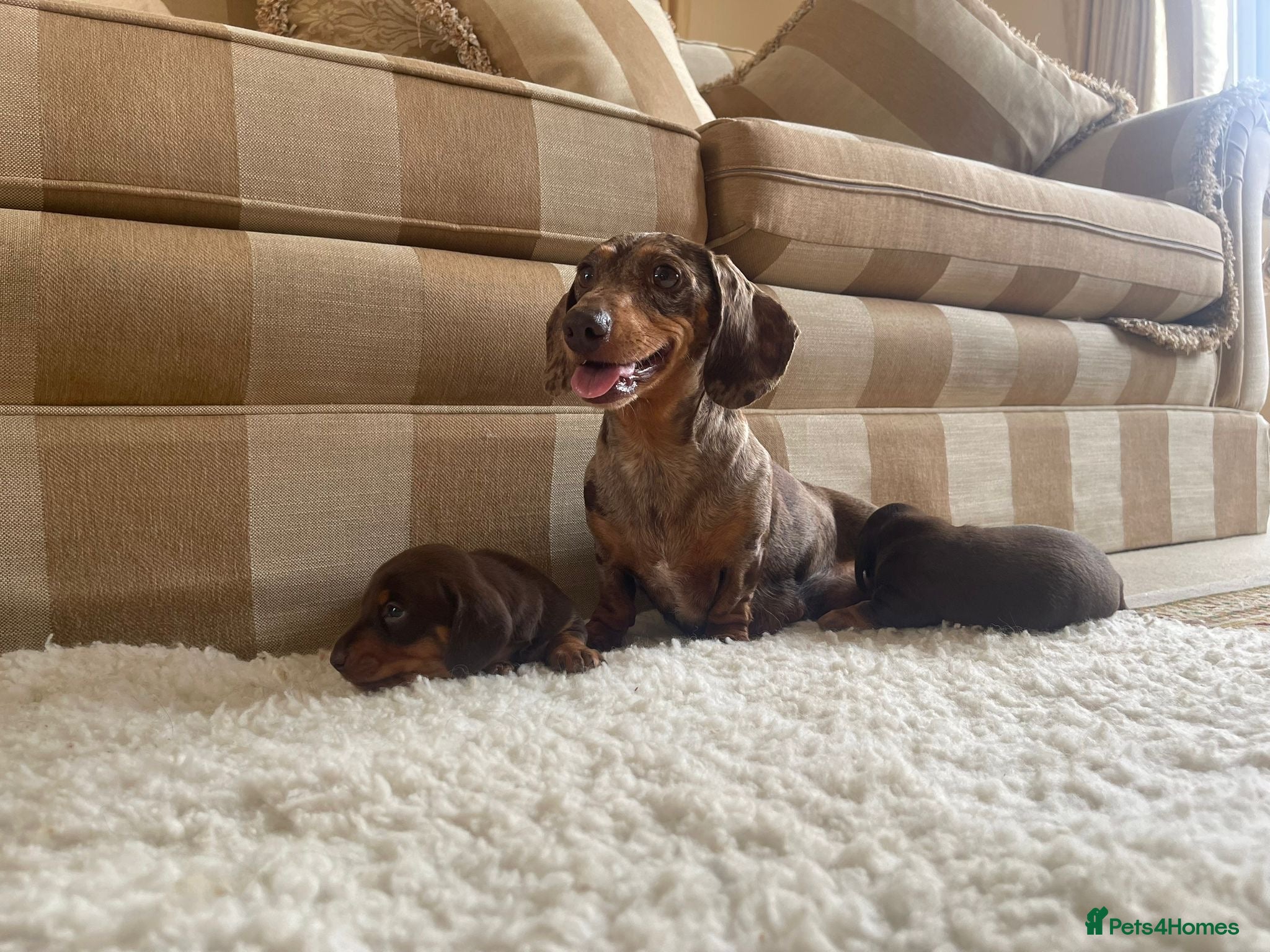 Miniature Dachshund dogs True miniature chocolate dachshunds  - Advert 2